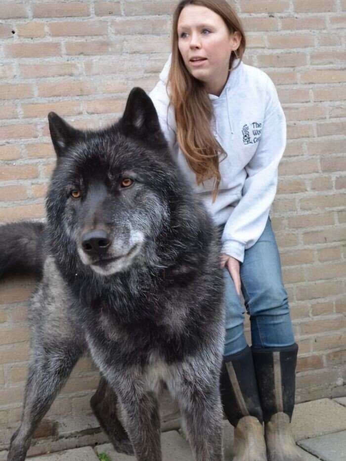 Снимки собак-волков, которые стали верными любимцами