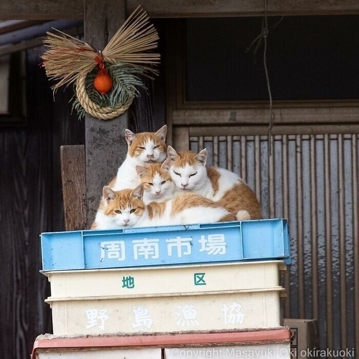 Японские бездомные коты от фотографа Масаюки Оки