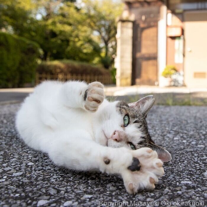 Японские бездомные коты от фотографа Масаюки Оки
