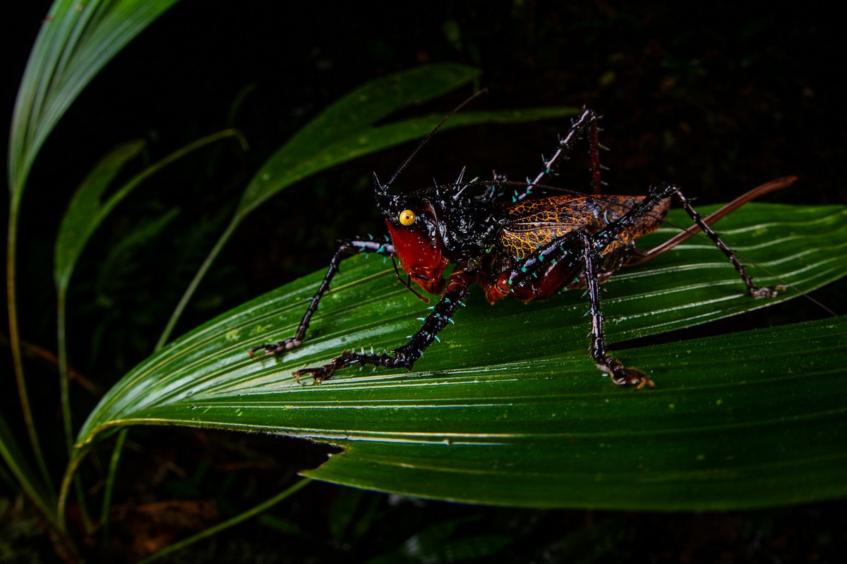 Жизнь птиц, насекомых и рептилий на снимках Ника Канакиса