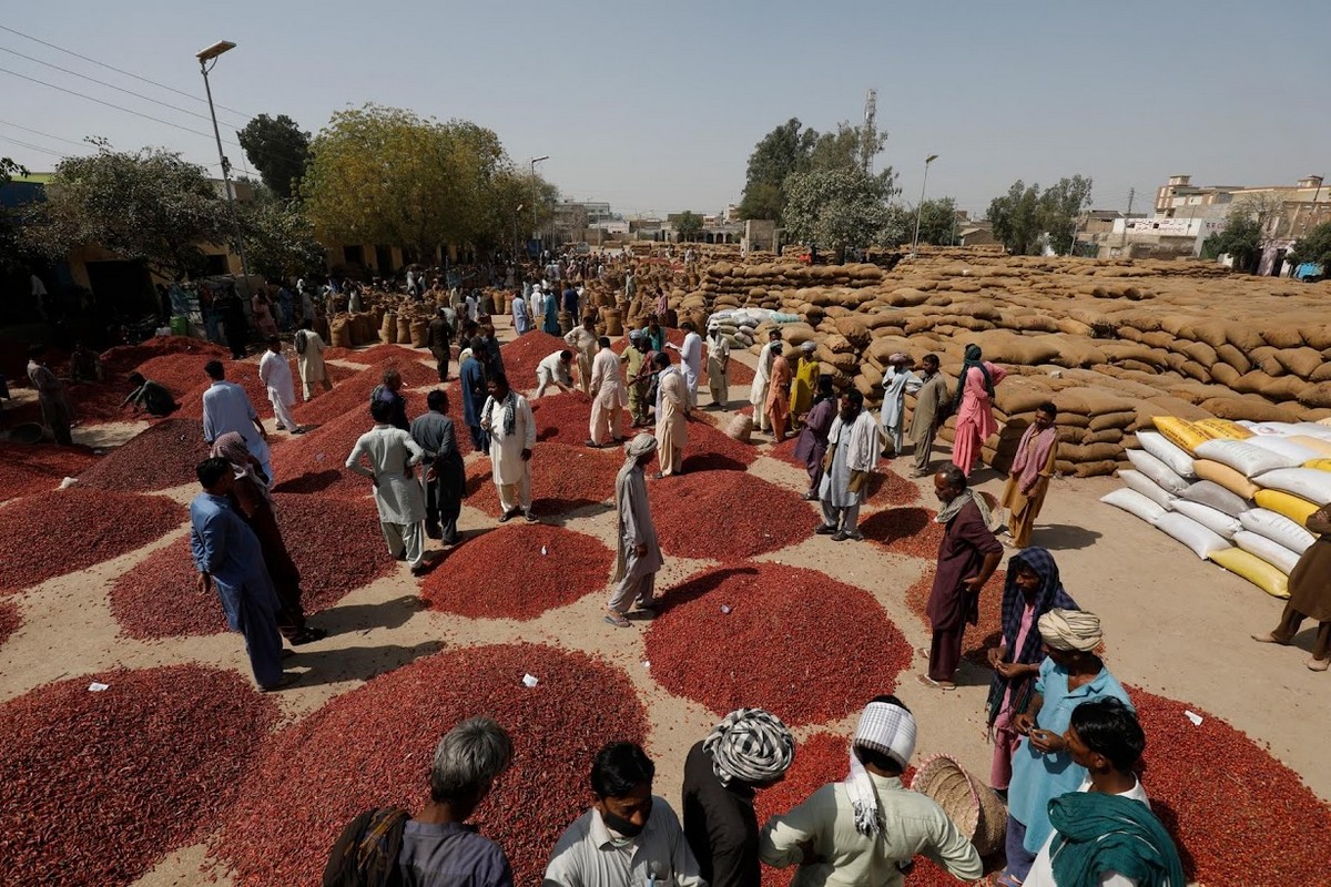 Перец чили сгнил и пакистанские фермеры борются за сохранение урожая