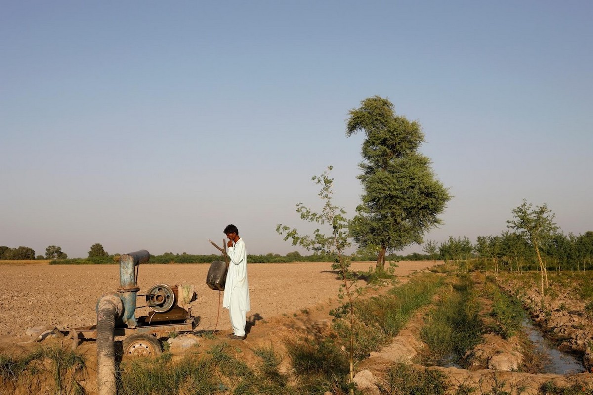 Перец чили сгнил и пакистанские фермеры борются за сохранение урожая