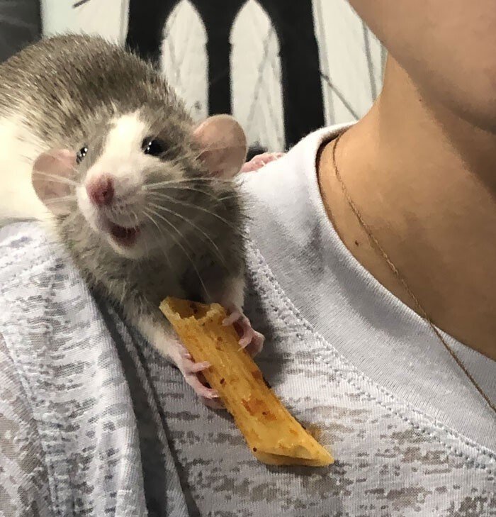 Снимки с домашними крысами, которые вполне милейшие питомцы