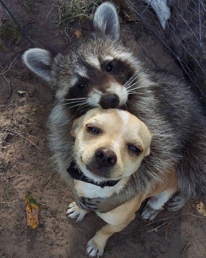 Снимки дурашливых собак, которые ведут себя мило и смешно Животные