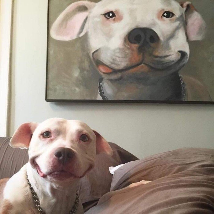 Снимки дурашливых собак, которые ведут себя мило и смешно