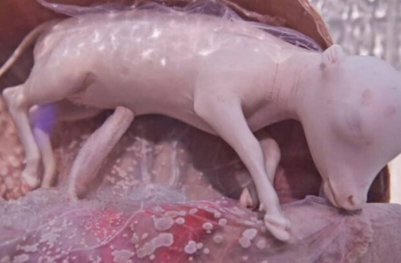 Изображения детёнышей животных в утробе матери