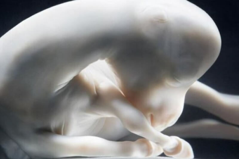 Изображения детёнышей животных в утробе матери