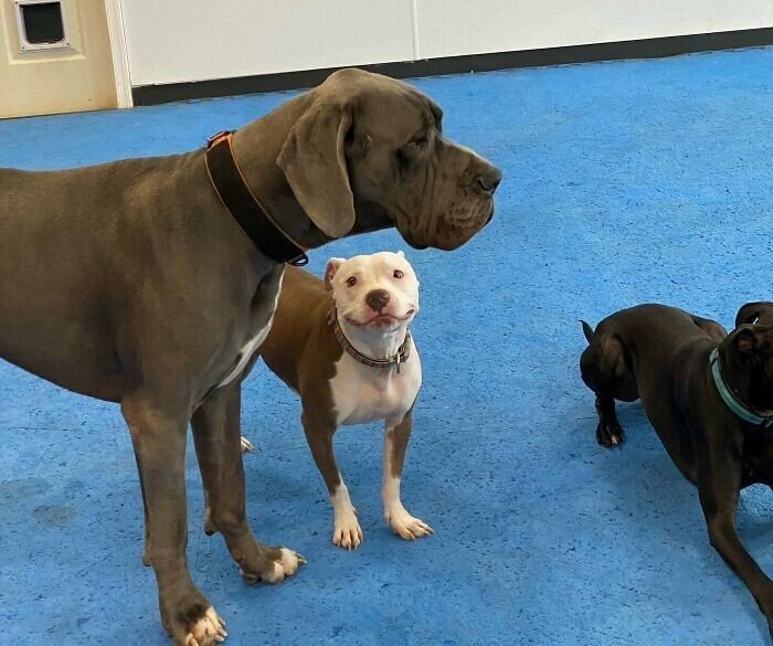 Снимки чудаковатых собак, которые зарядят хорошим настроением