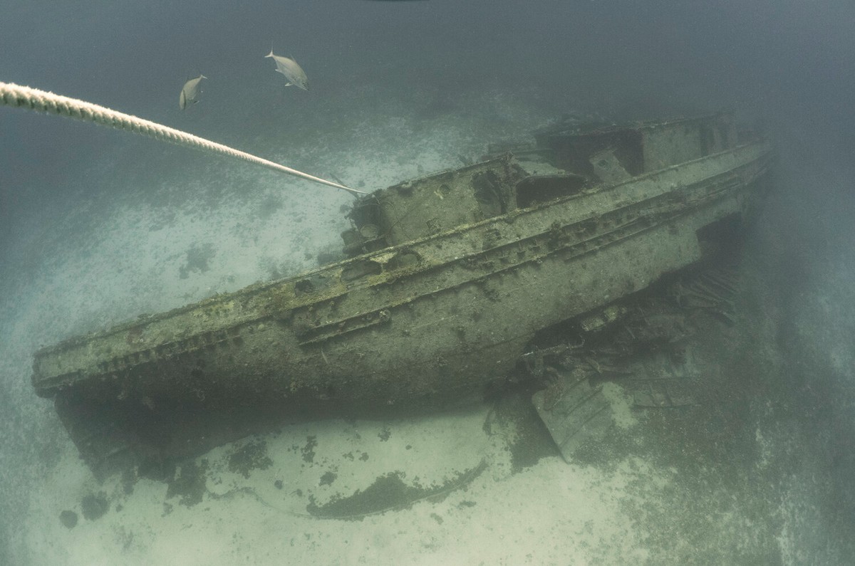 Впечатляющие подводные снимки от Мартина Брауна