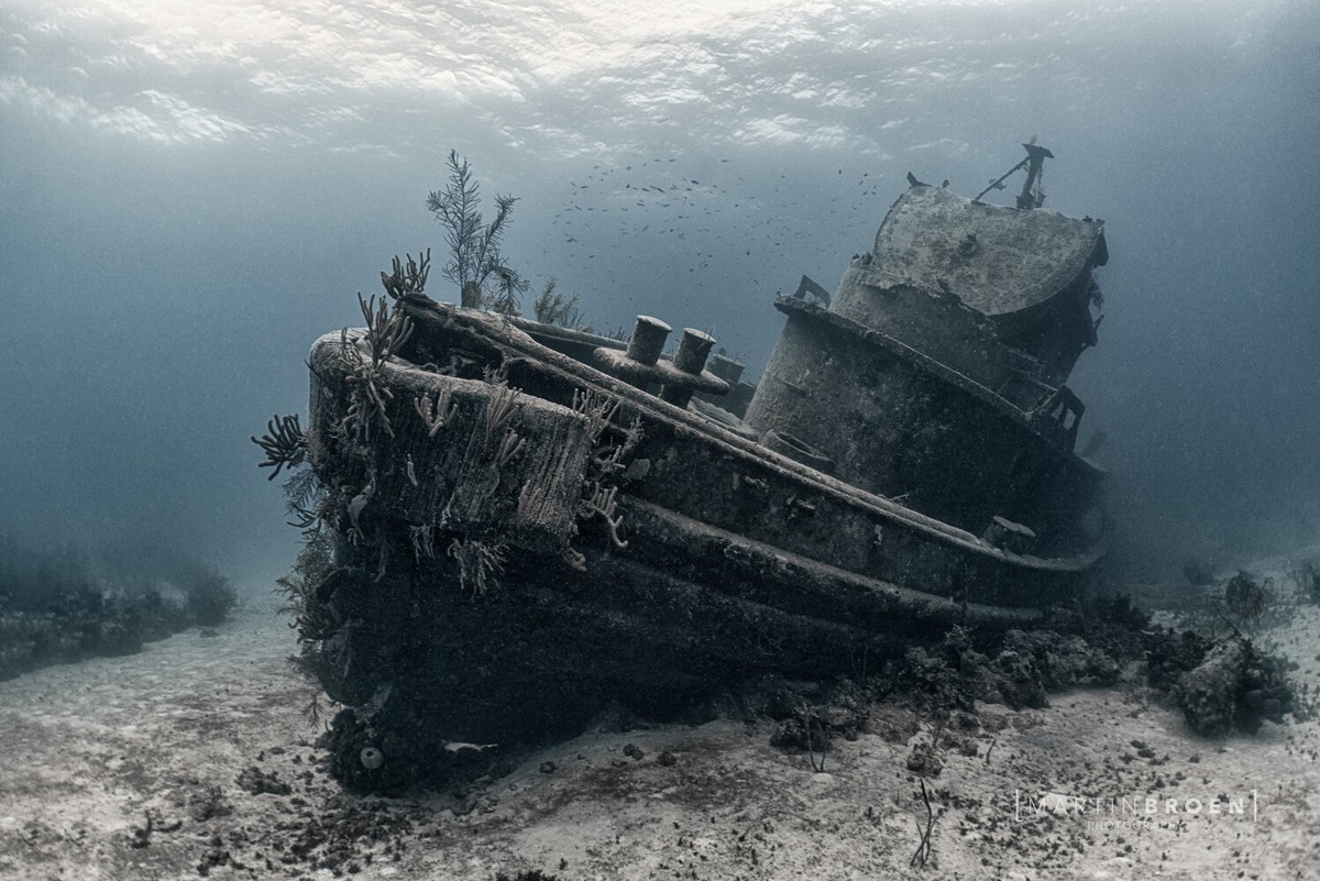 Впечатляющие подводные снимки от Мартина Брауна