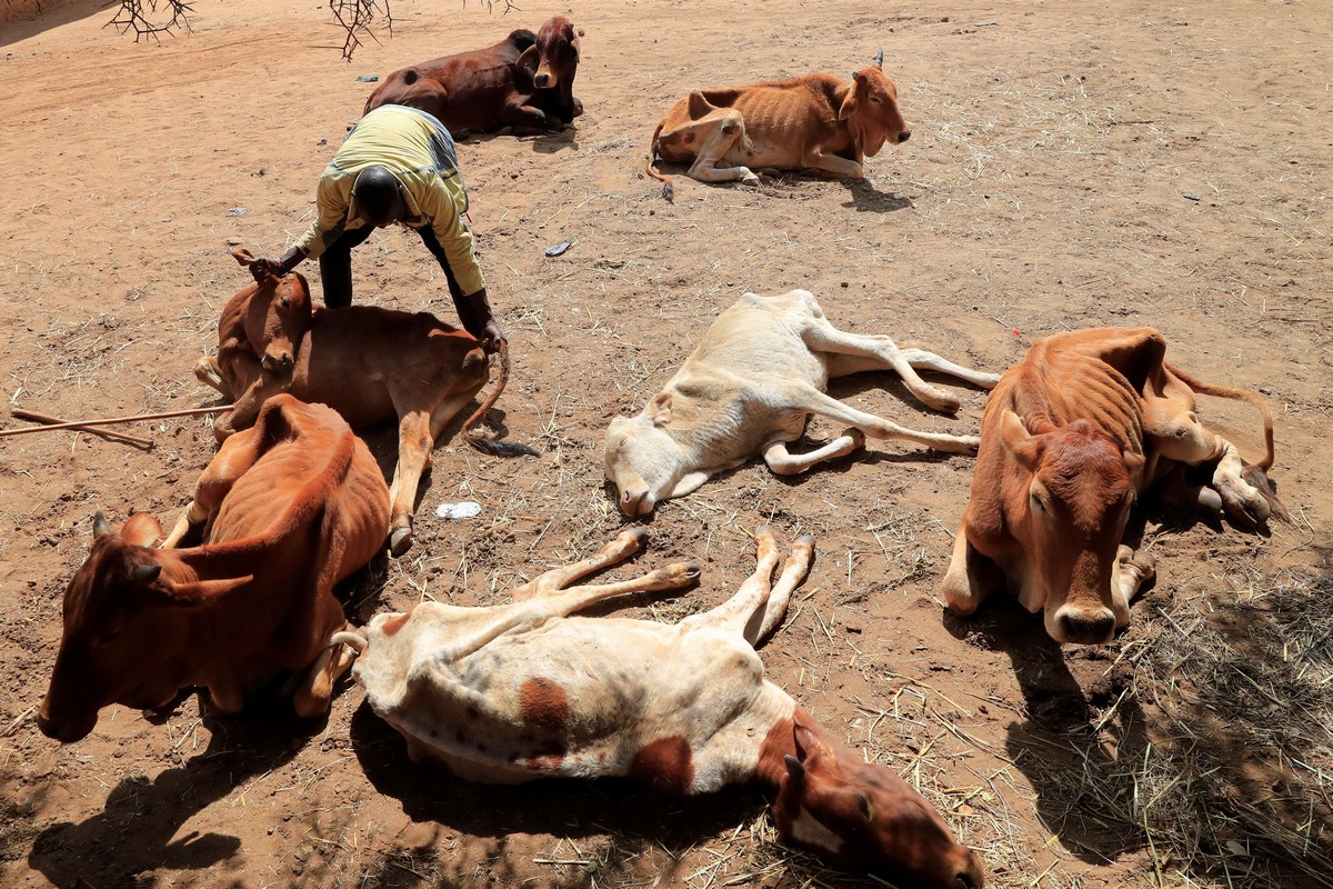 Засуха убивает диких животных и домашний скот Кении