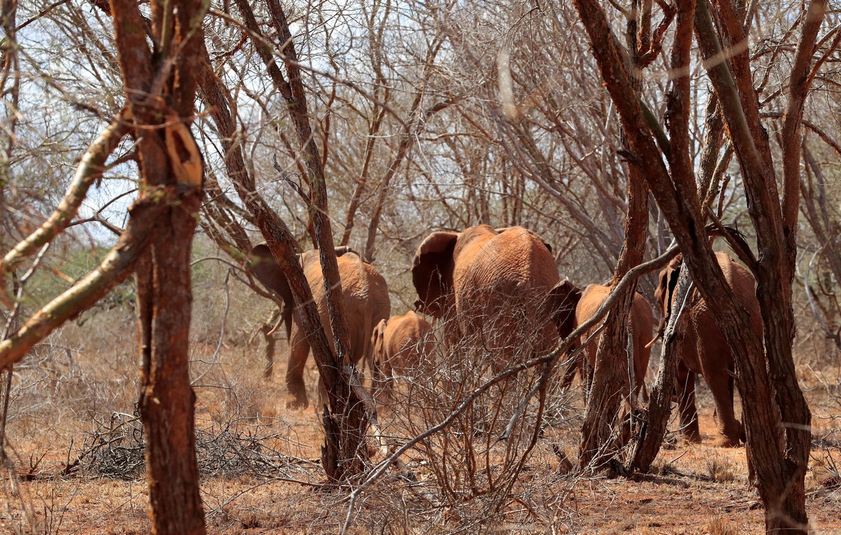 Засуха убивает диких животных и домашний скот Кении