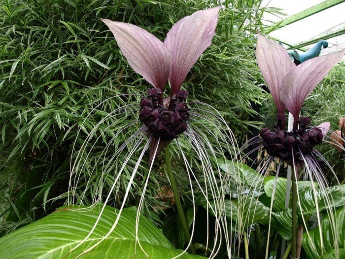 Малоизвестные растения, способные удивить своим внешним видом