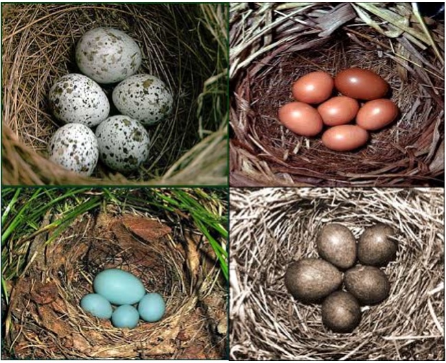 Как хитрая кукушка подбрасывает яйца в чужие гнезда