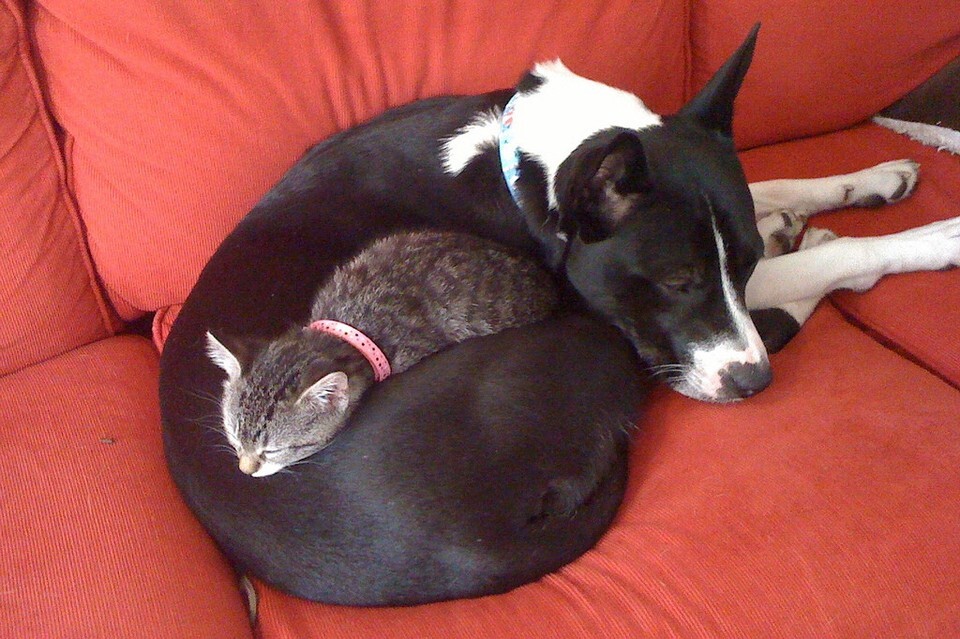 Крепкая дружба между кошками и собаками на снимках
