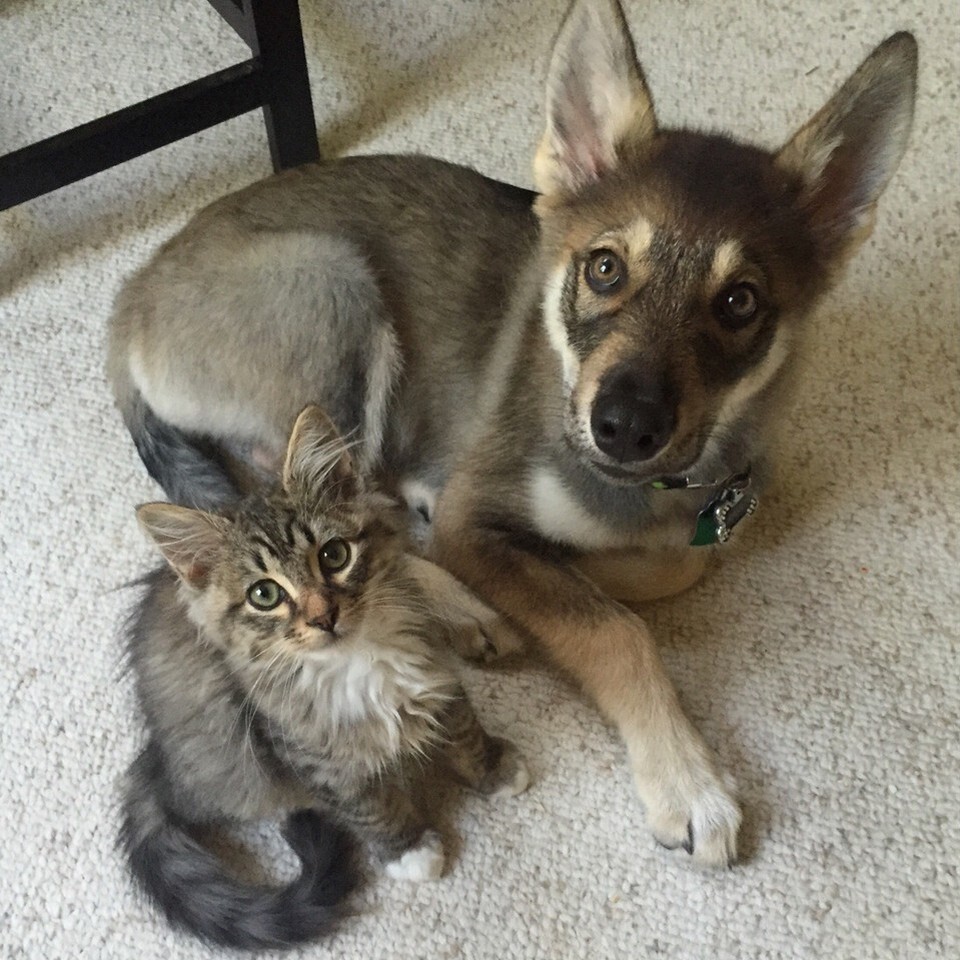 Крепкая дружба между кошками и собаками на снимках
