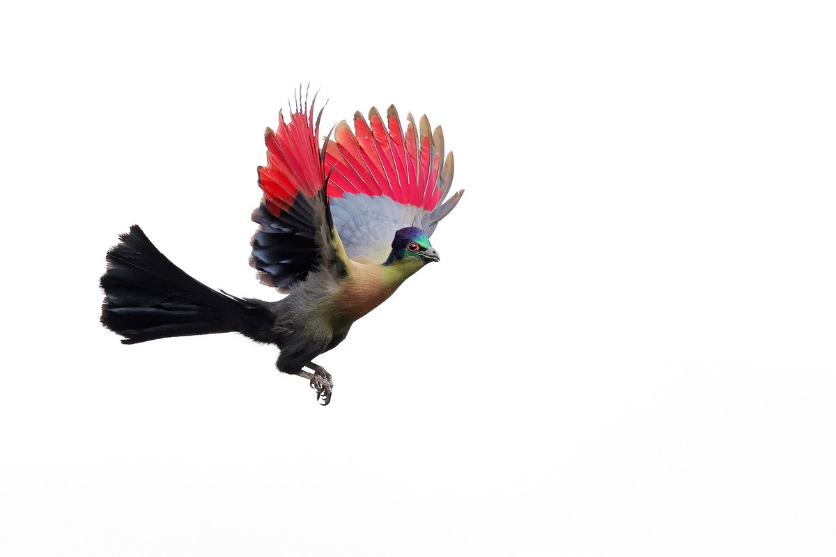 Симпатичные птицы на снимках Ричарда Флэка