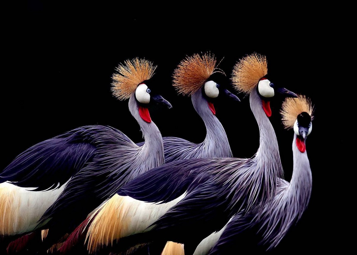 Симпатичные птицы на снимках Ричарда Флэка