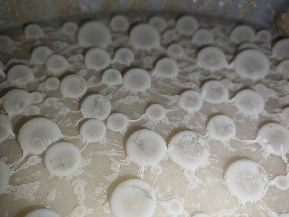 Крутые снимки плесени на забытых продуктах