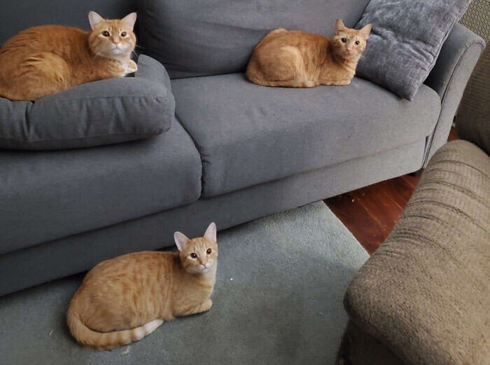 Снимки с рыжими котиками, которые просто заряжены чудаковатостью