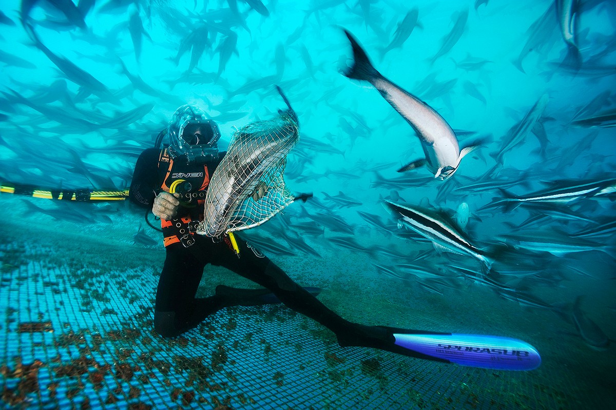 Морских глубин обитатели на снимках Брайана Скерри