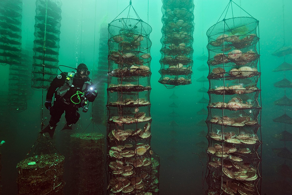 Морских глубин обитатели на снимках Брайана Скерри