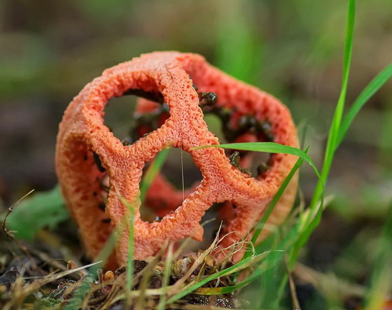 Самые красивые грибы, которые удивляют своим внешним видом