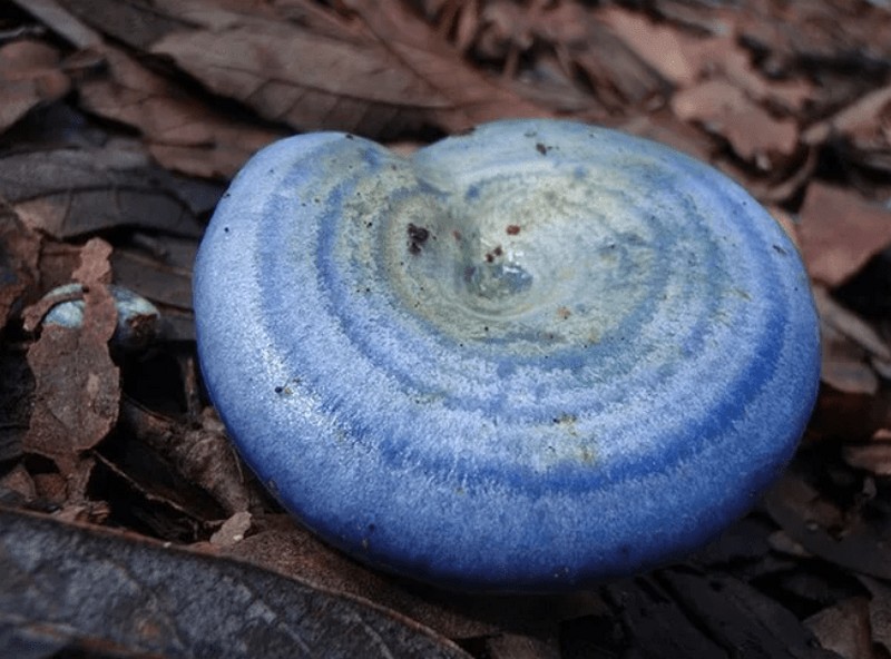 Самые красивые грибы, которые удивляют своим внешним видом