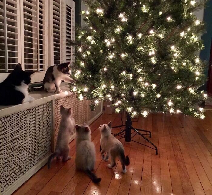 Эти котики уже вовсю зарядились новогодним настроением вовсю, всегда, подарочек, настроение, готовятся, интересното, прееелесть», безопасная, 2425Самая, выполнена, 1516Ну, работа, 22«Моя, 17Защита, звезды, когда, новогоднее, поймал, 18Когда, мандарины