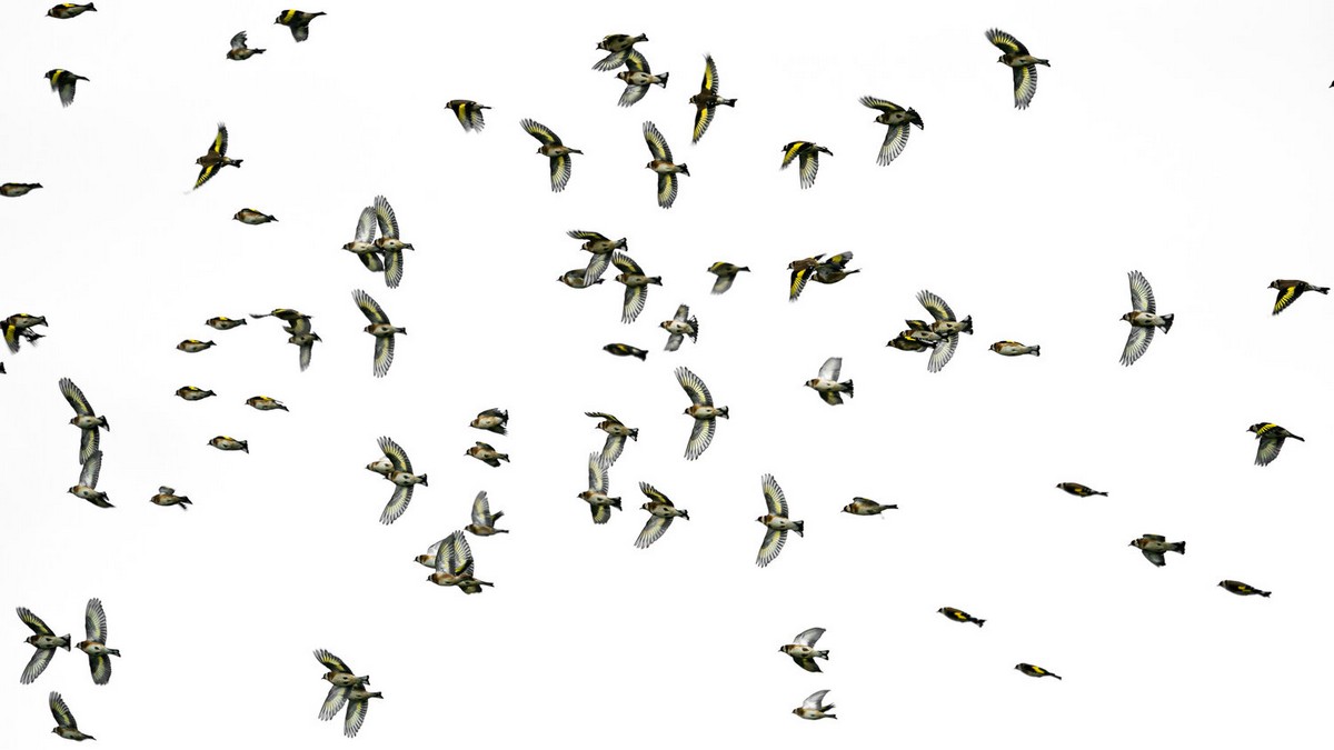 Птицы и дикие животные на снимках Алекса Пансье