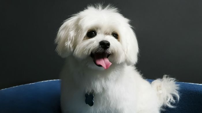Семь лучших пород собак для людей с аллергией