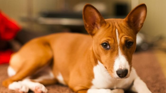 Семь лучших пород собак для людей с аллергией