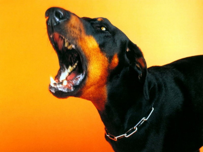 Звук злой собаки слушать. Собаки лают Доберман. Доберман-пинчер оскал. Оскаленный ротвейлер Доберман. Звук гавканья добермана.