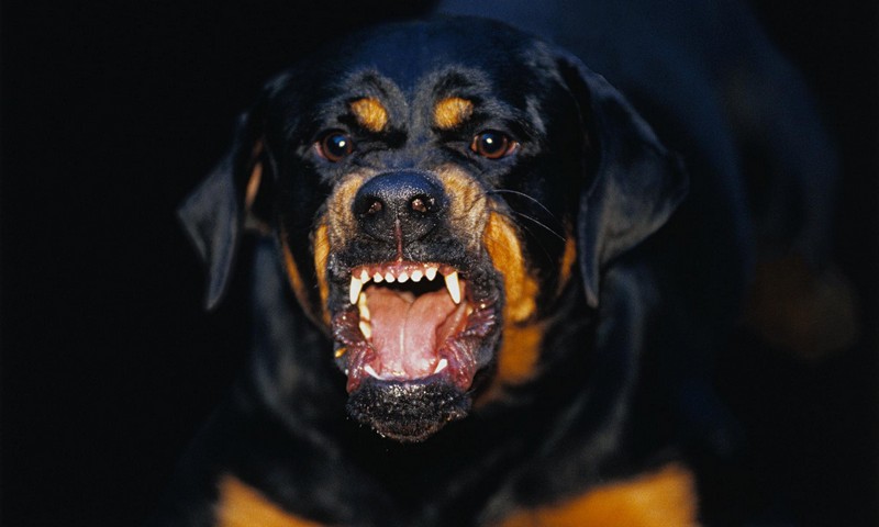 Список самых злых и опасных пород собак в мире