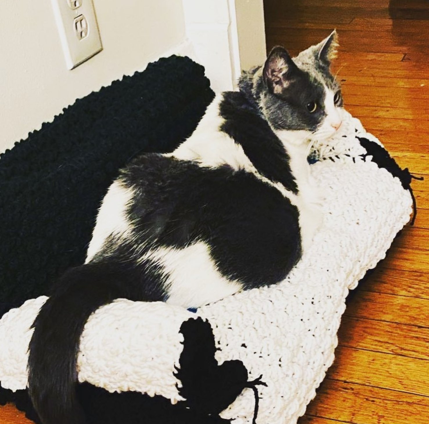 Хозяева вяжут для своих котов милые диванчики