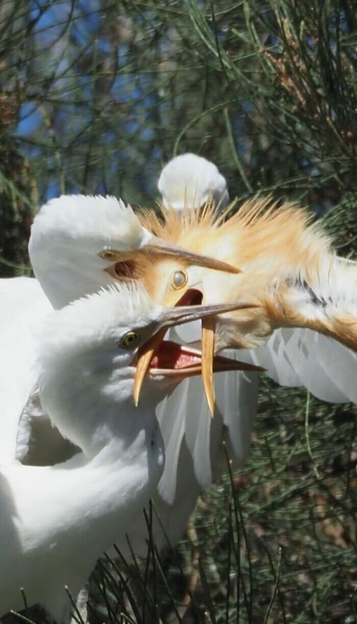 Странные, забавные и чудаковатые птицы на случайных снимках