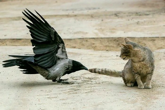 Для чего вороны клюют других животных за хвост?