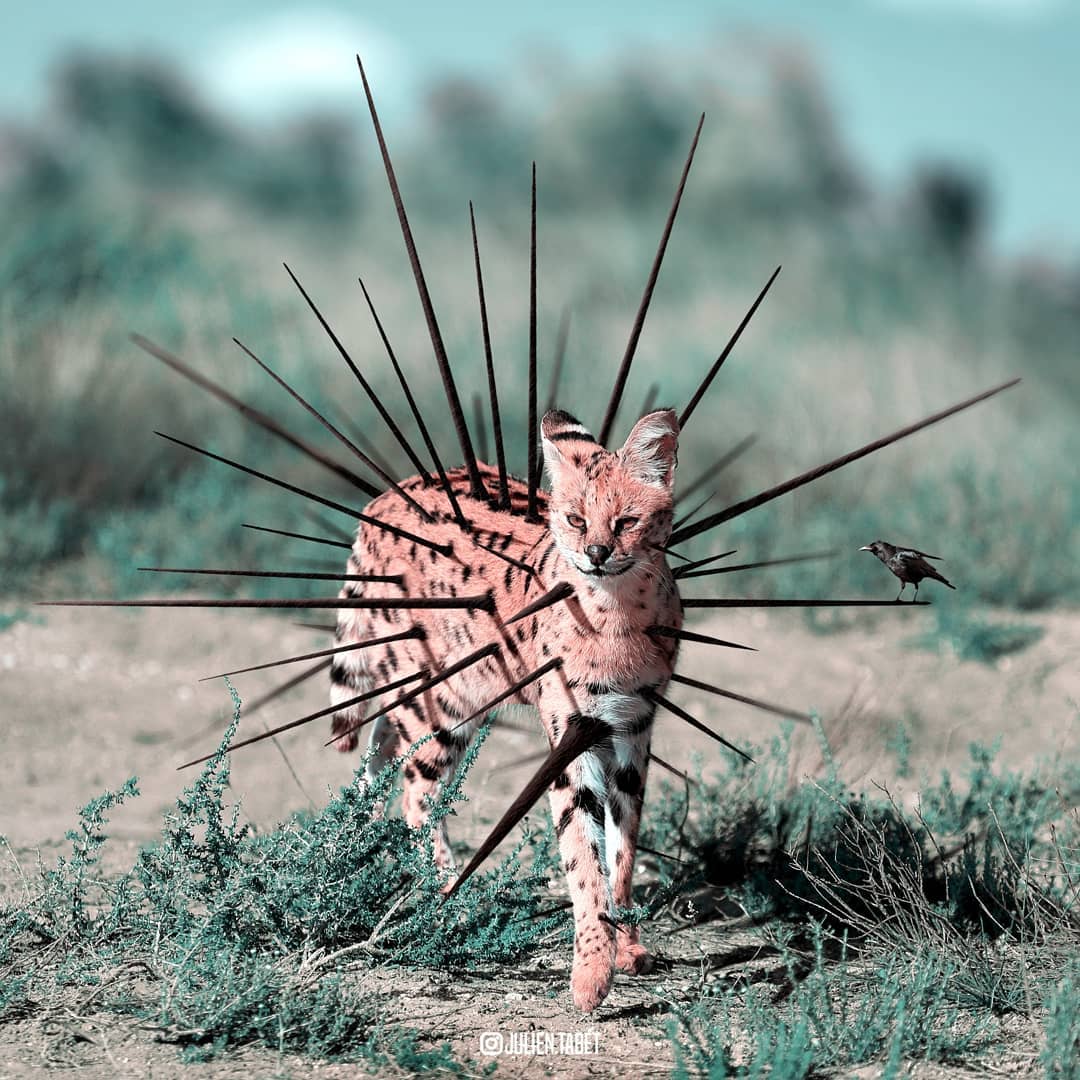 Сюрреалистичные фотоманипуляции с животными от Жюльена Табе