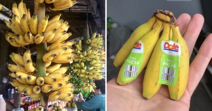 Причудливые виды бананов, которые поразят своим цветом и вкусом