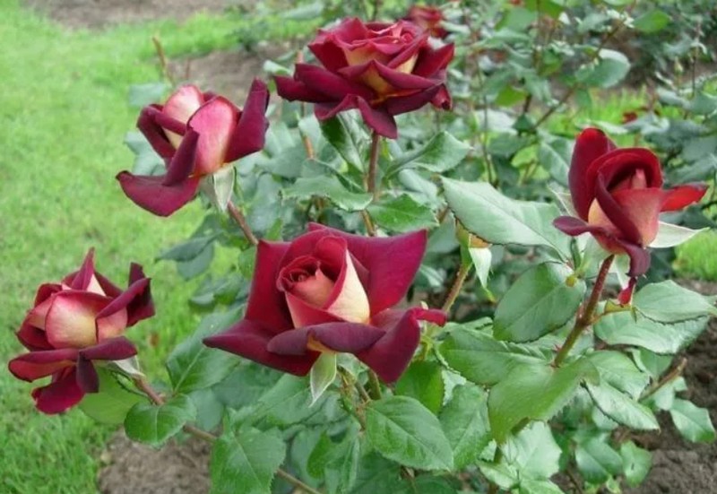 Самые красивые и роскошные сорта роз мира