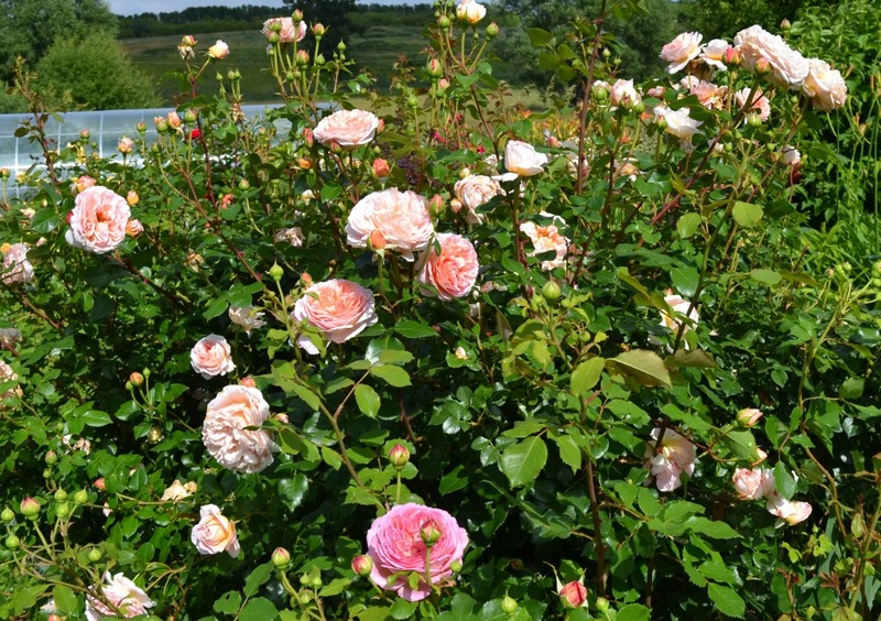 Самые красивые и роскошные сорта роз мира