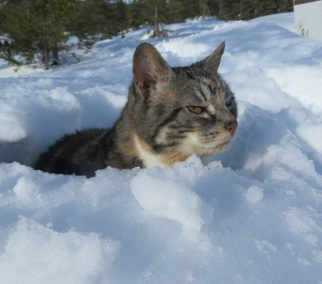 Непростые взаимоотношения домашних котиков со снегом