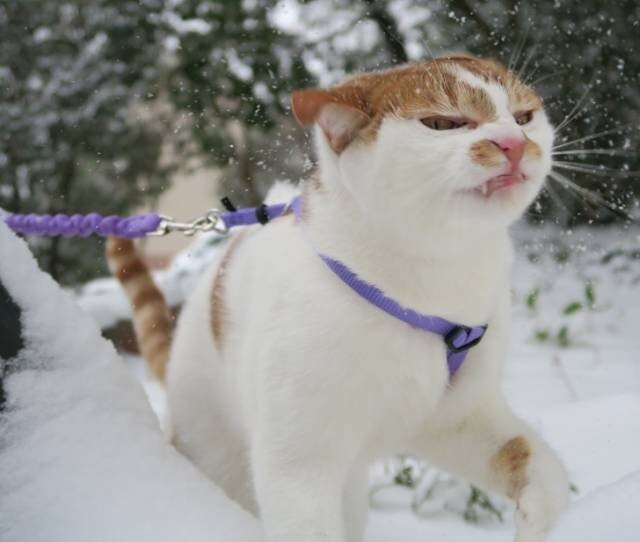 Непростые взаимоотношения домашних котиков со снегом
