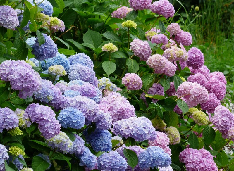 Список самых красивых садовых цветов