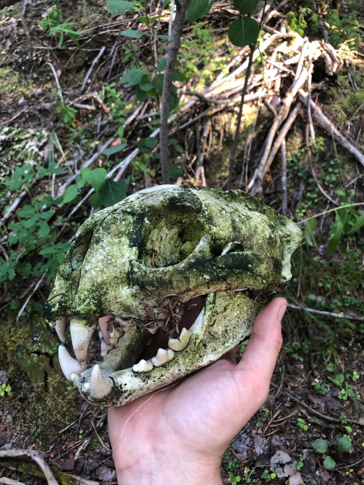 Странные и пугающие предметы, которые люди обнаружили в лесу