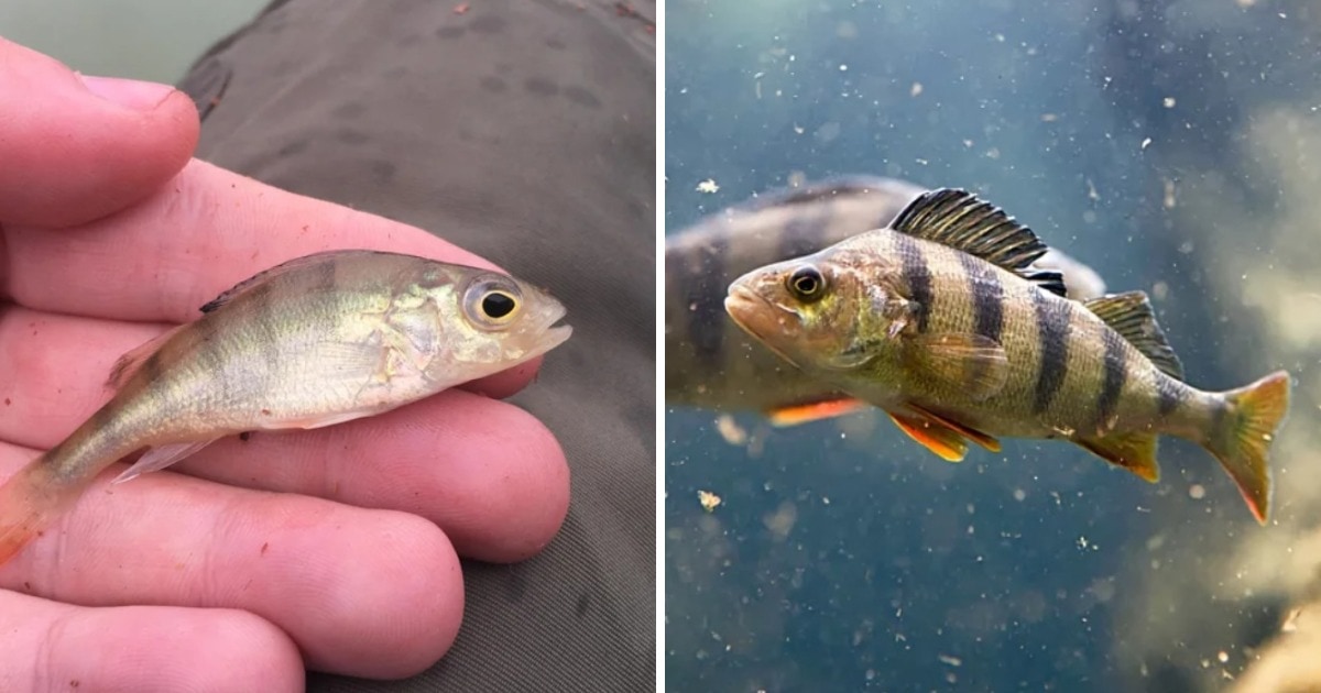Снимки мальков разных видов рыб, которые удивят своей маленькостью