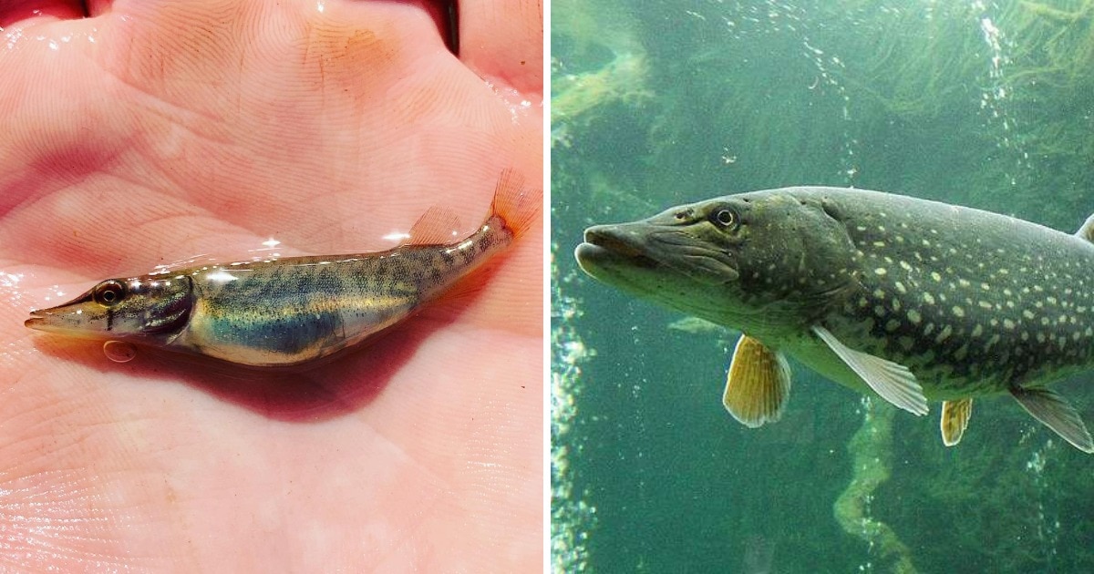 Снимки мальков разных видов рыб, которые удивят своей маленькостью
