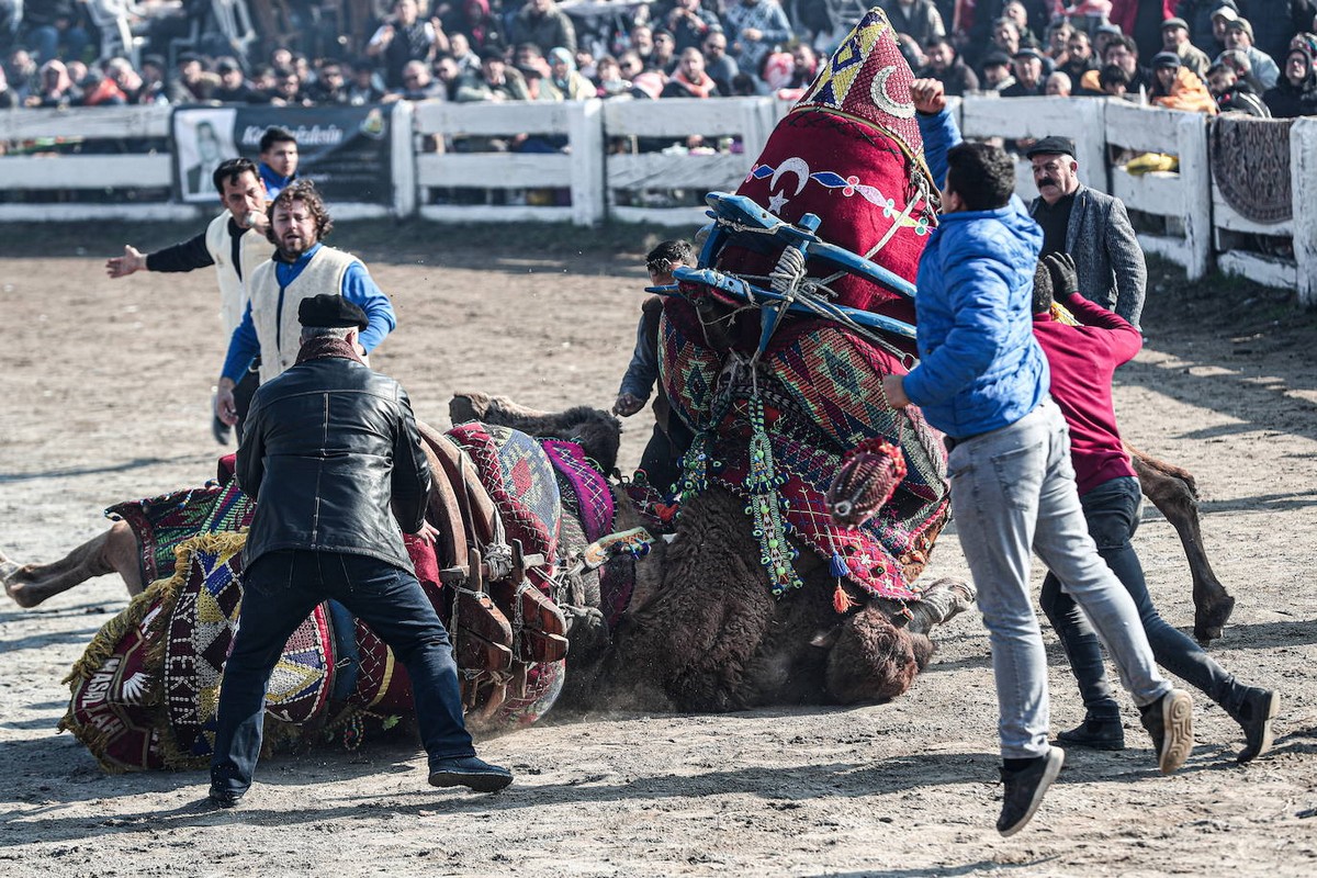 Традиционные бои верблюдов в Турции