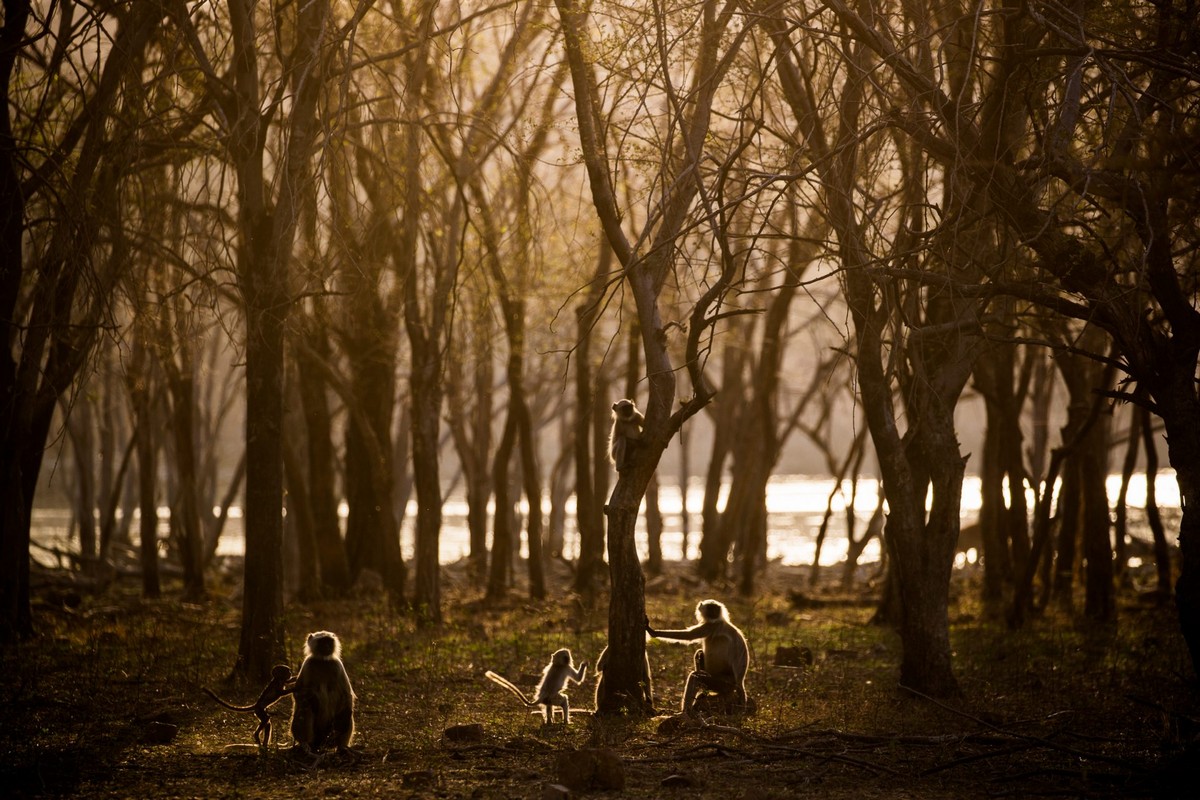 Дикие животные в отдаленных местах мира на снимках Саши Фонсека