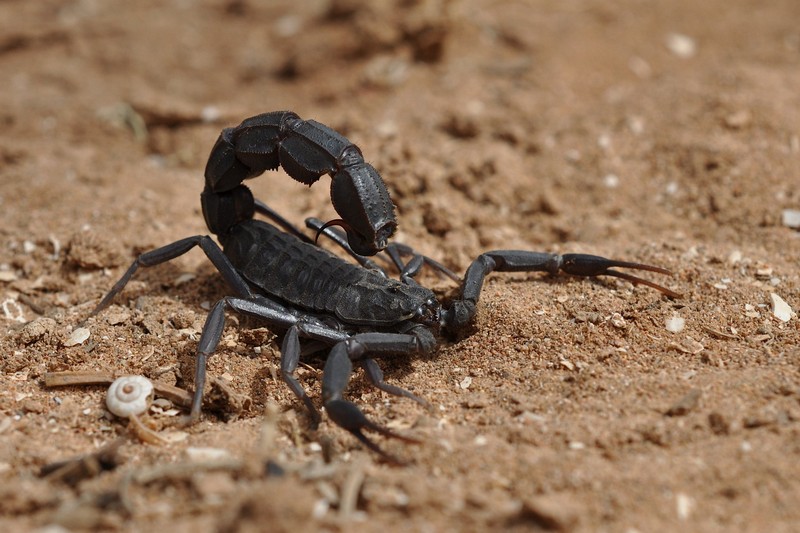 Список самых ядовитых скорпионов в мире